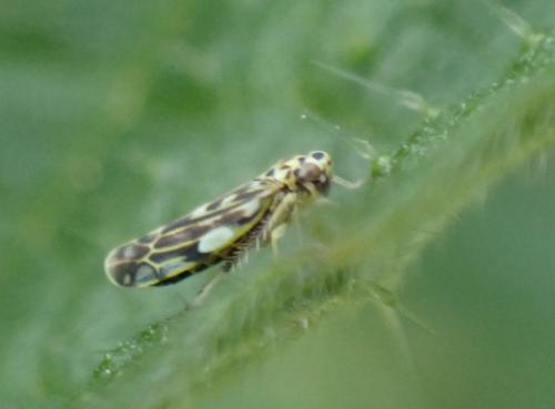 Eupteryx (calcarata-urticae)